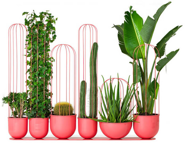 Piante e cactus ornamentali