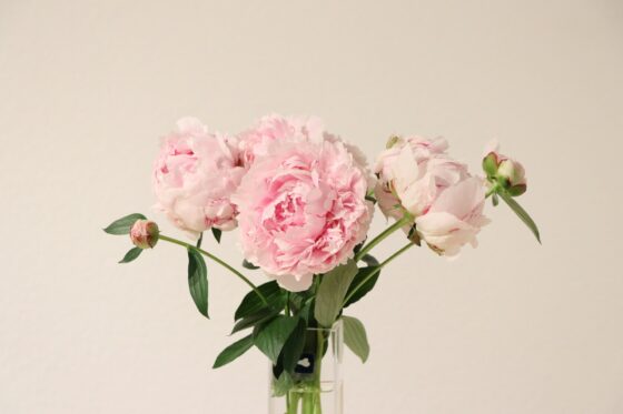 decora con peonie