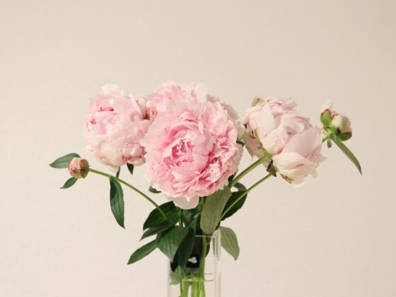 decora con peonie